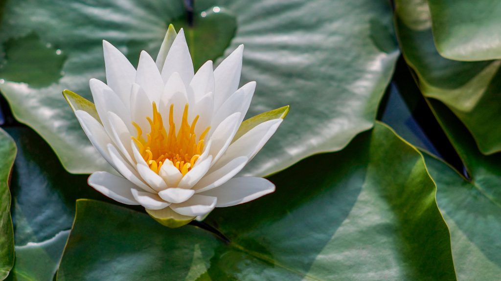 Top 10 Hotels with Jacuzzi in Paris 2